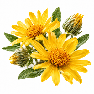 Arnica Montana