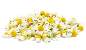 Kamillenblüten-Extrakt