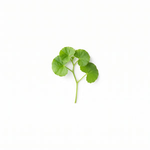 Gotu Kola (Tigergras)