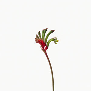 Kangaroo Paw Flower