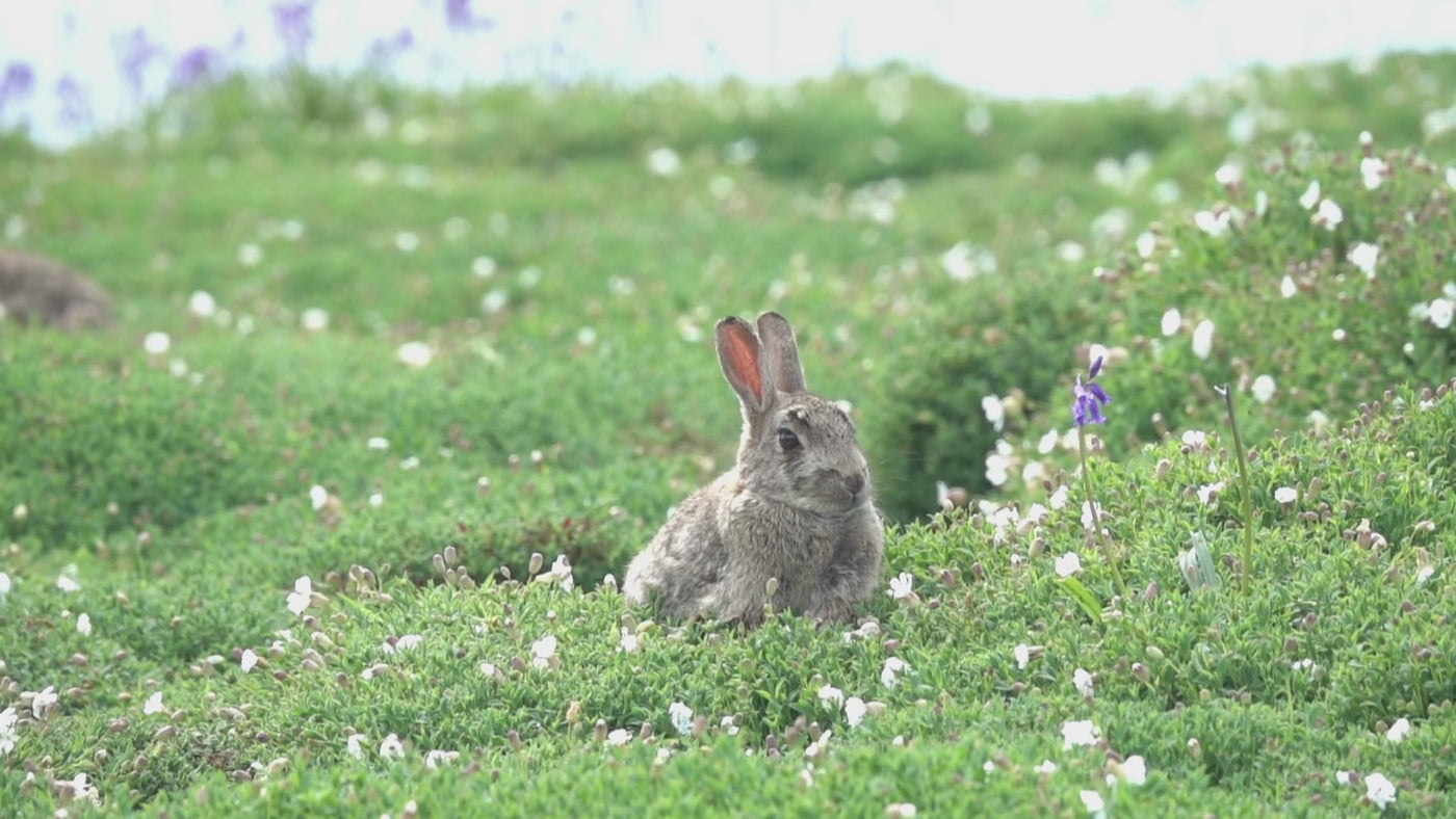 Ostern bei Facial Room - Oster Deals mit Osterhase auf grüner Wiese