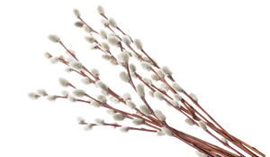 Weidenrinden-Extrakt